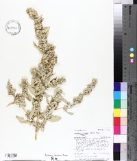 Atriplex canescens var. canescens image