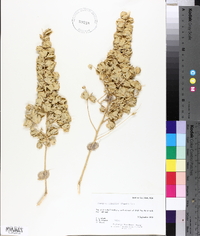 Atriplex cana image