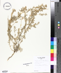 Atriplex falcata image