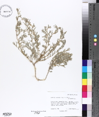 Atriplex elegans image