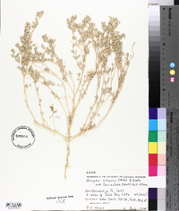 Atriplex elegans var. fasciculata image