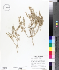 Atriplex elegans image