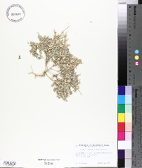 Atriplex dioica image