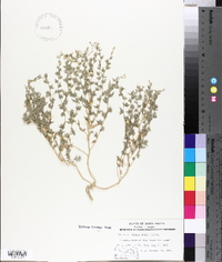 Atriplex dioica image