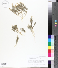 Atriplex dioica image