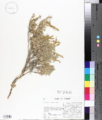 Atriplex corrugata image