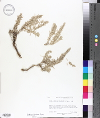 Atriplex corrugata image