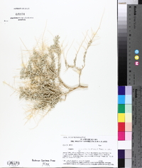 Atriplex confertifolia image