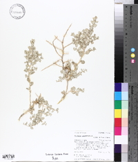 Atriplex confertifolia image