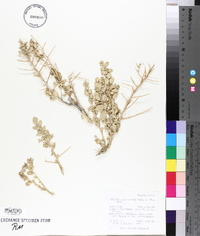 Atriplex confertifolia image