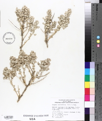 Atriplex confertifolia image