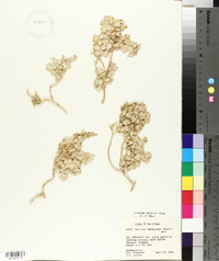 Atriplex hymenelytra image