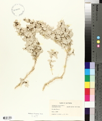 Atriplex hymenelytra image