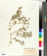 Atriplex holocarpa image