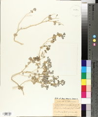 Atriplex holocarpa image