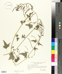 Atriplex heterosperma image