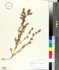 Atriplex heterosperma image