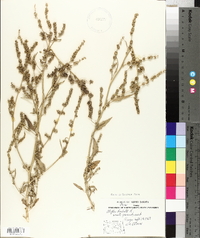 Atriplex prostrata image