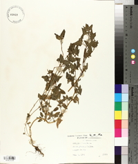 Atriplex prostrata image