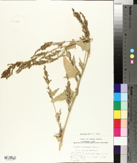 Atriplex glabriuscula image