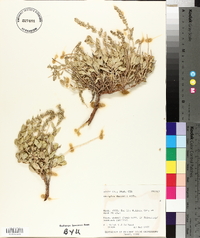 Atriplex garrettii image