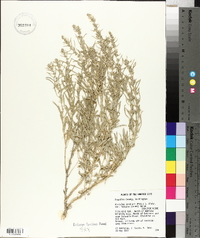 Atriplex gardneri var. falcata image