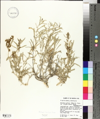 Atriplex gardneri var. falcata image