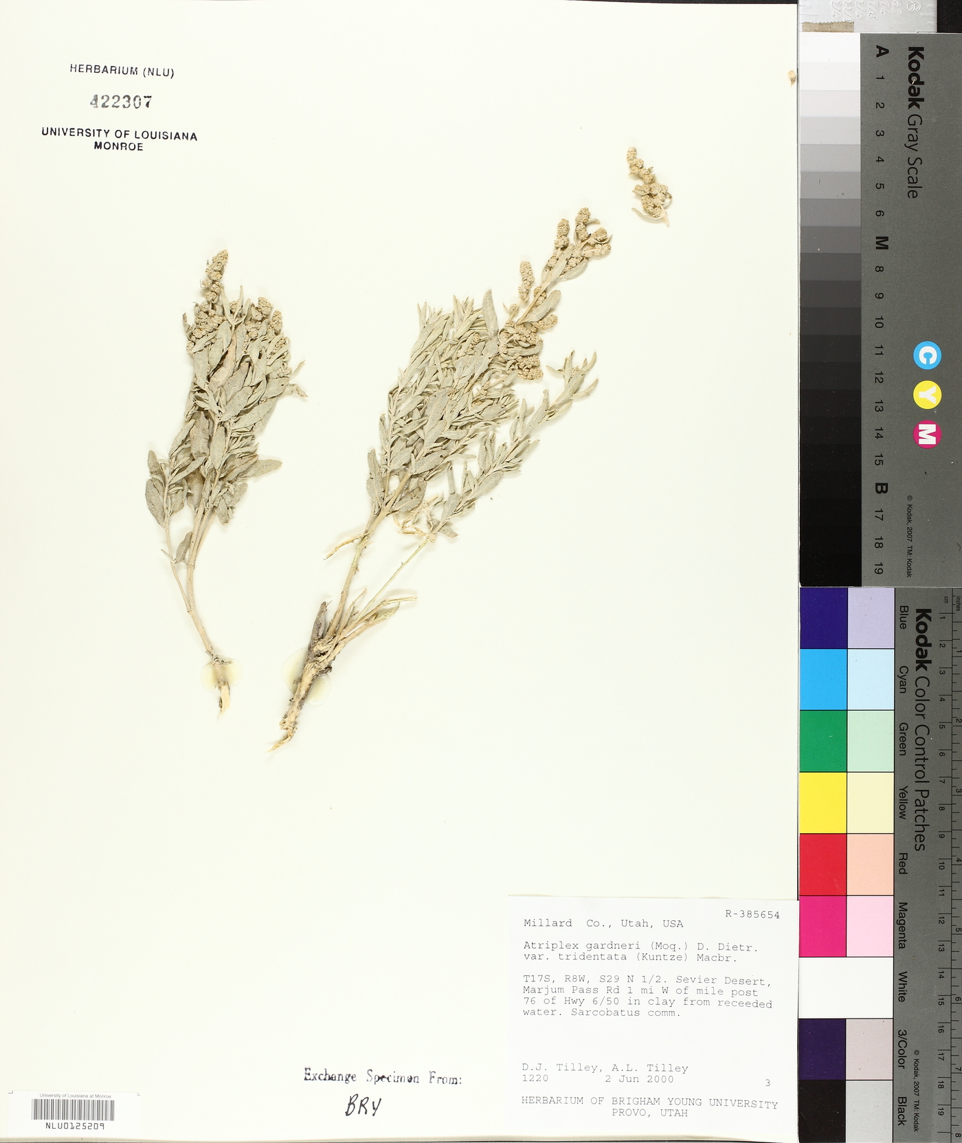 Atriplex tridentata image