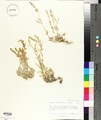 Atriplex gardneri image