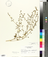 Atriplex prostrata image