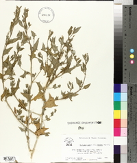 Atriplex prostrata image