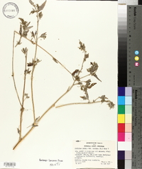 Atriplex prostrata image