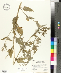 Atriplex prostrata image