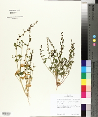 Atriplex patula image