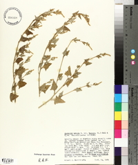 Atriplex prostrata image