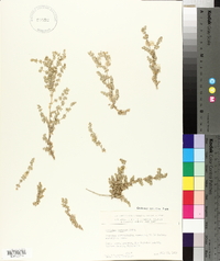 Atriplex parishii image