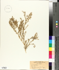 Atriplex pacifica image