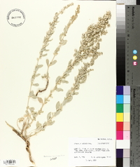 Atriplex obovata image