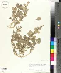 Atriplex obovata image