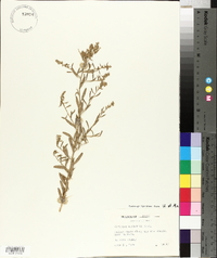 Atriplex tridentata image