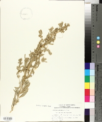 Atriplex tridentata image