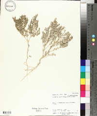Atriplex minuticarpa image