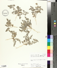 Atriplex minuticarpa image