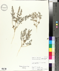 Atriplex minuticarpa image