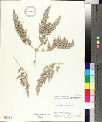 Atriplex minuticarpa image