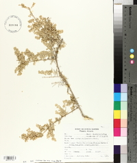 Atriplex linearis image