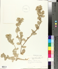 Atriplex leucophylla image