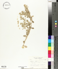 Atriplex leucophylla image