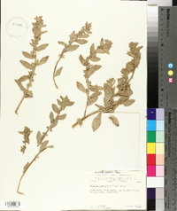 Atriplex leucophylla image