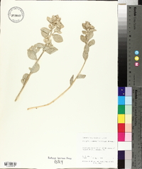 Atriplex leucophylla image